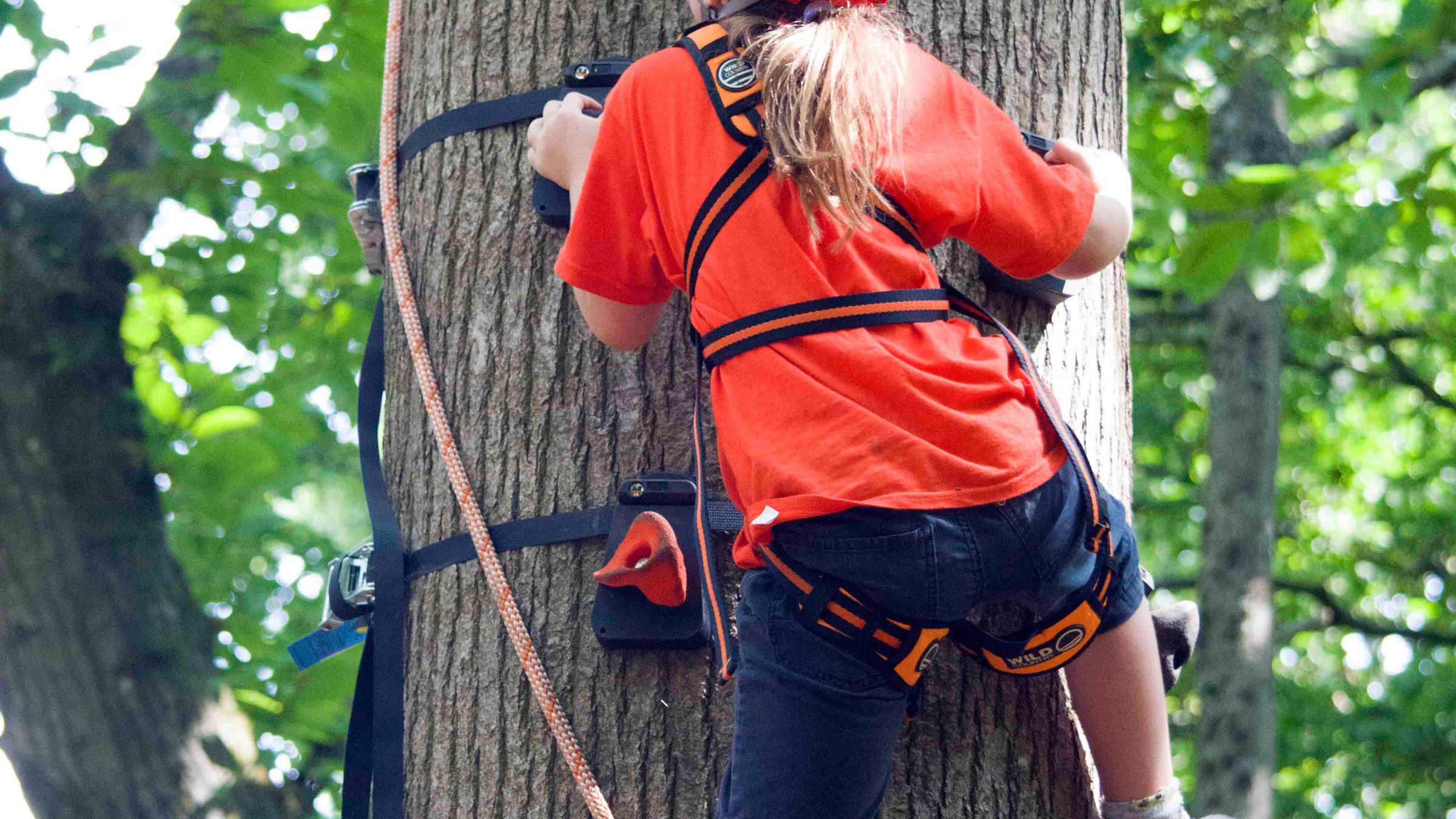 Child in red helmet climbing a tree with harness and grips.