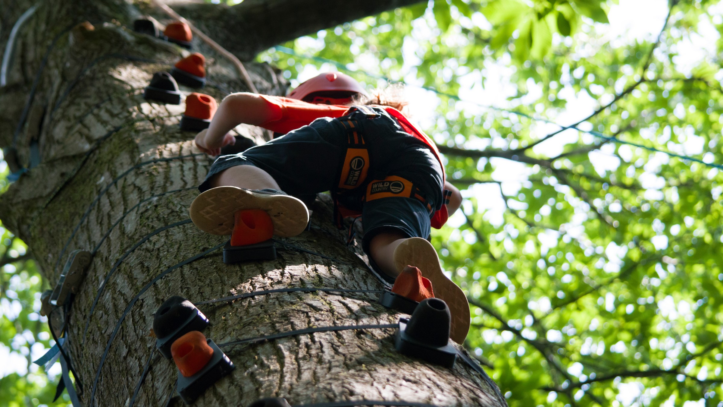 Child wearing a helmet climbs a tree using attached grips, surrounded by green leaves.