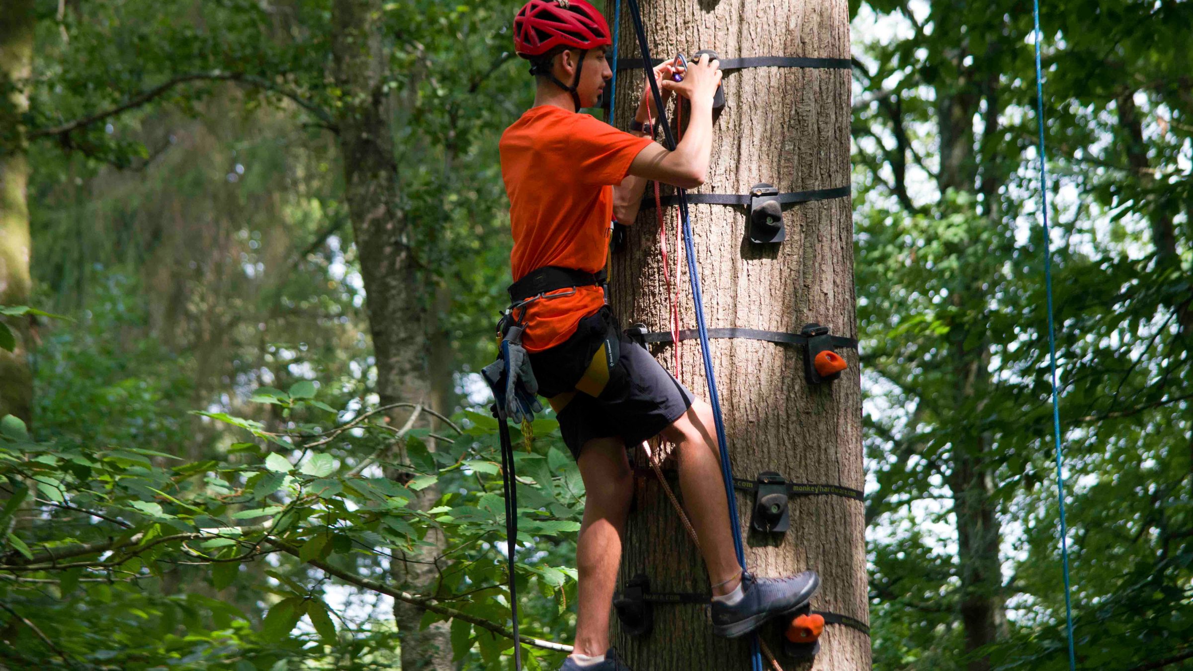 Person in red helmet and orange shirt climbs a tree with rope and harness in a forest.