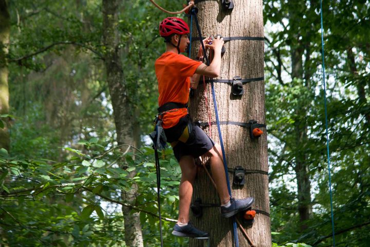 Person in red helmet and orange shirt climbs a tree with rope and harness in a forest.
