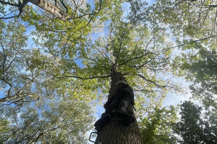 Person climbing a tree with green leaves against a blue sky background.