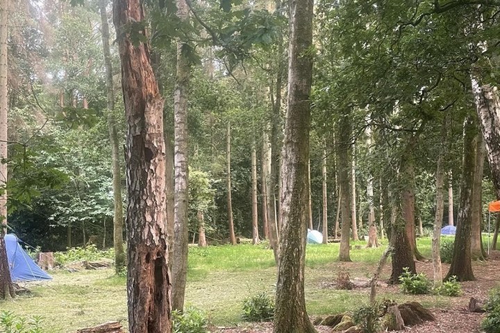 Tents pitched in a forest clearing with trees and greenery surrounding.