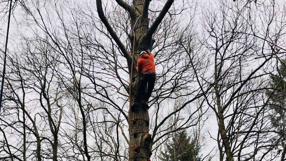 Person in red jacket climbing a large tree surrounded by bare branches.