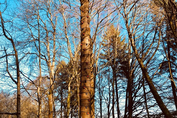 Tall tree with climbing holds in a sunlit forest, clear blue sky overhead.
