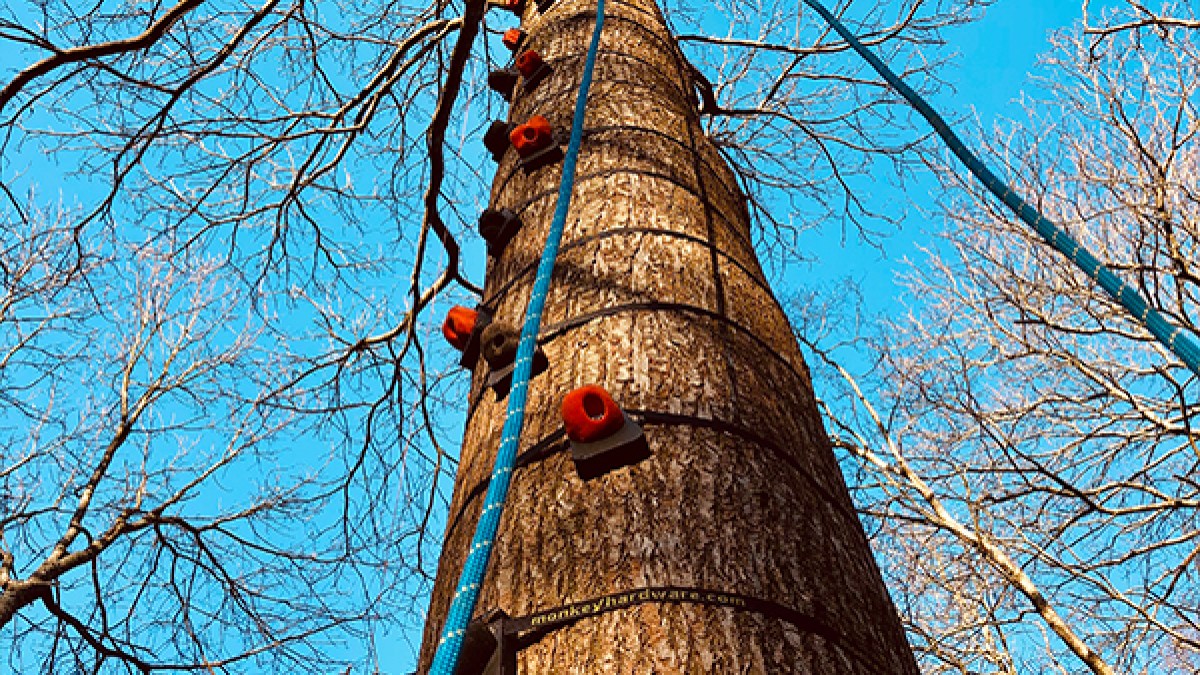 View up a tree with climbing holds and a rope against a clear blue sky.