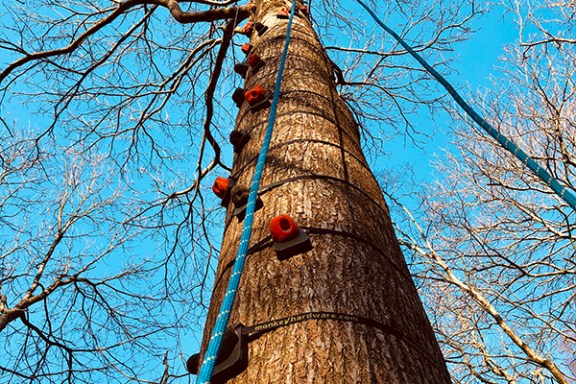 View up a tree with climbing holds and a rope against a clear blue sky.