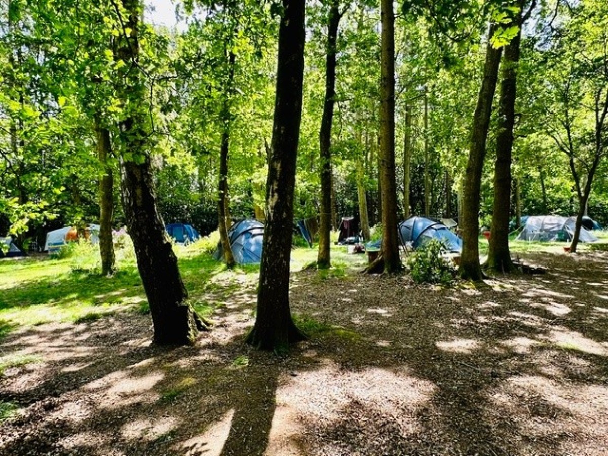 Campsite with tents among sunlit trees in a forest.