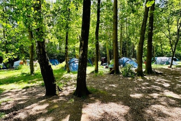 Campsite with tents among sunlit trees in a forest.
